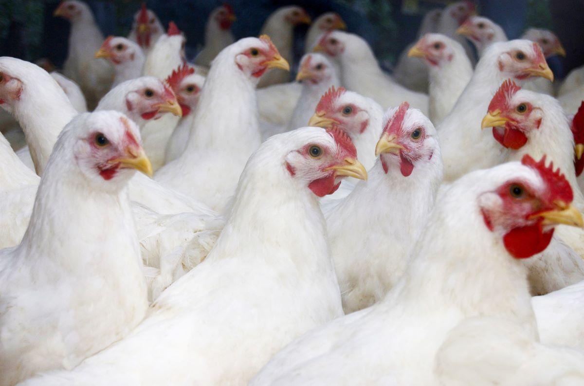 Flock of white broiler chickens